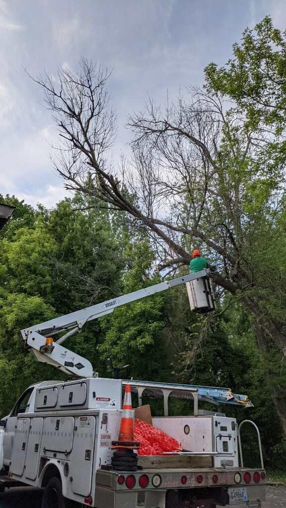 Utility truck with bucket lift trimming a tree beside a driveway, with a worker elevated among branches.