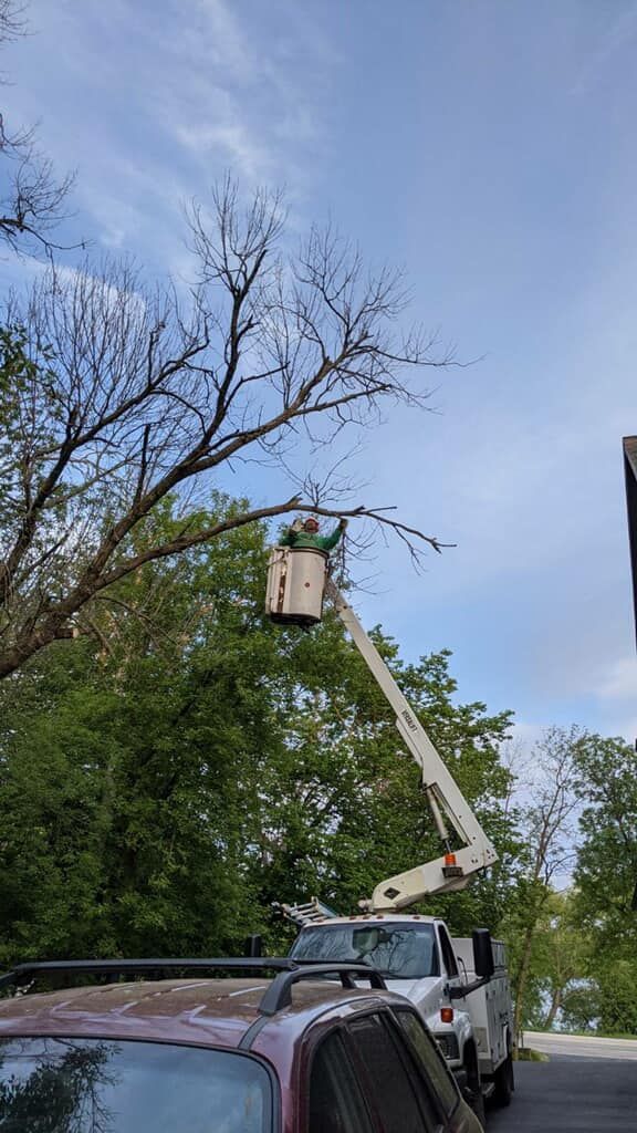 Bucket truck trimming tree branches beside parked cars on a residential street under a blue sky