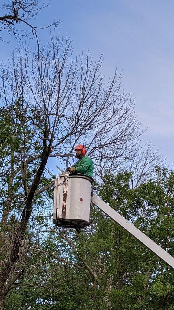 Worker in a bucket lift trimming bare tree branches against a blue sky