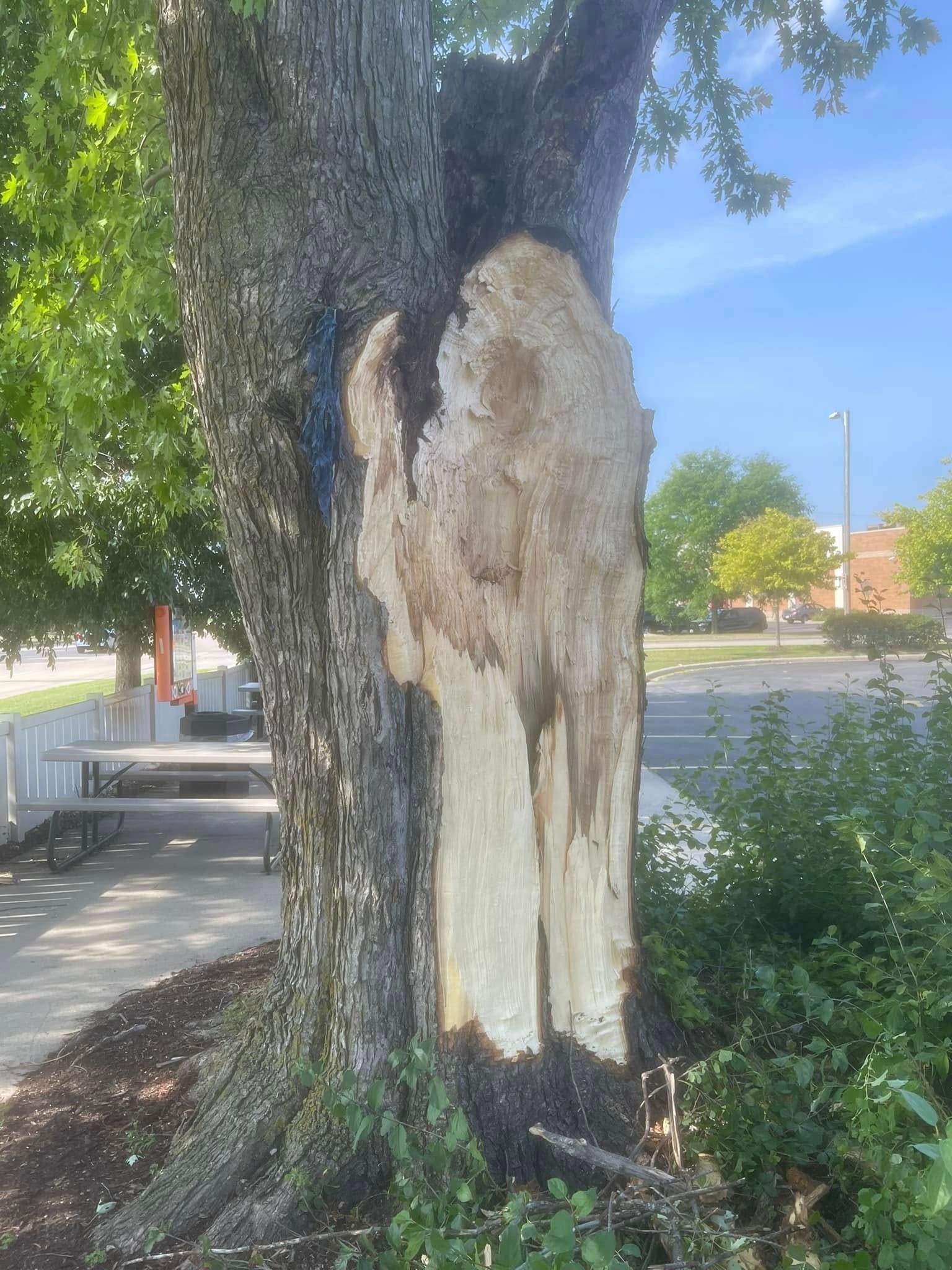 Large tree with a split, damaged trunk beside a sidewalk and parked car in a sunny street scene