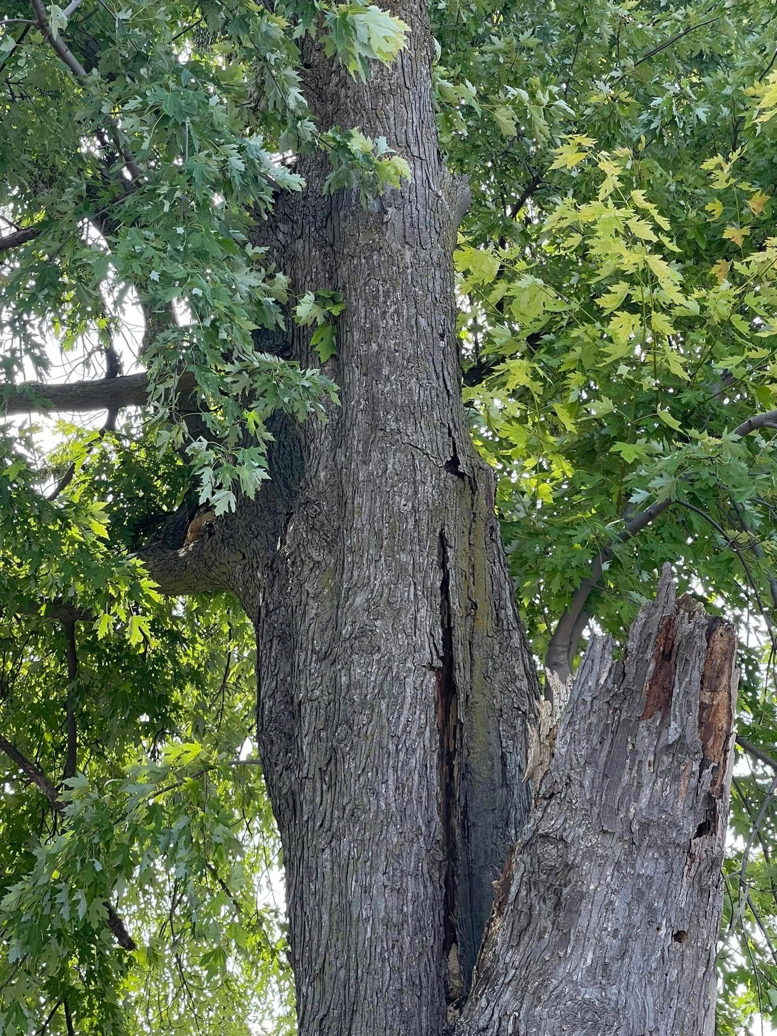 Large tree trunk with rough bark surrounded by dense green leaves and a broken stump beside it