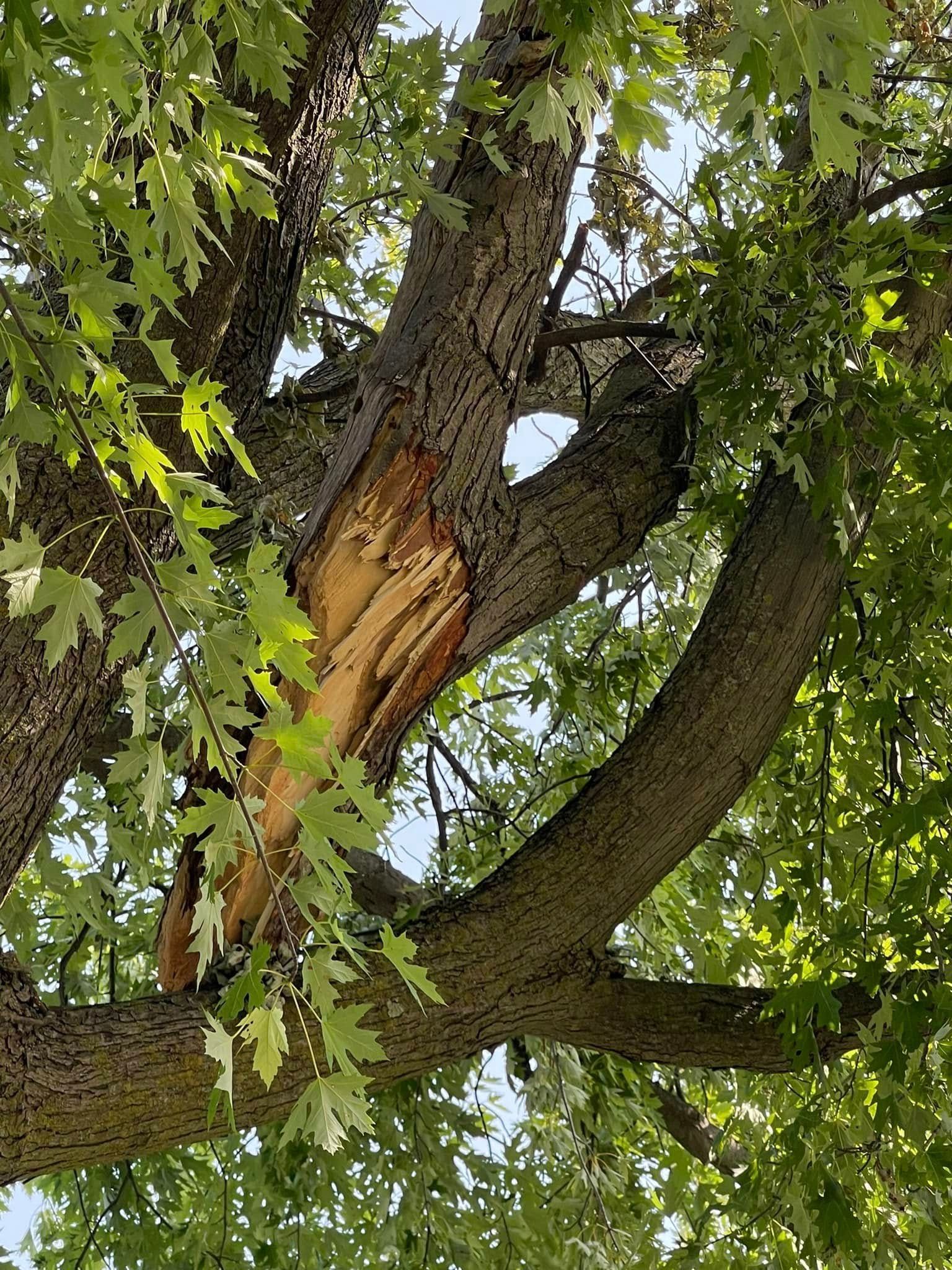 Split tree trunk with exposed orange wood and green leaves around it