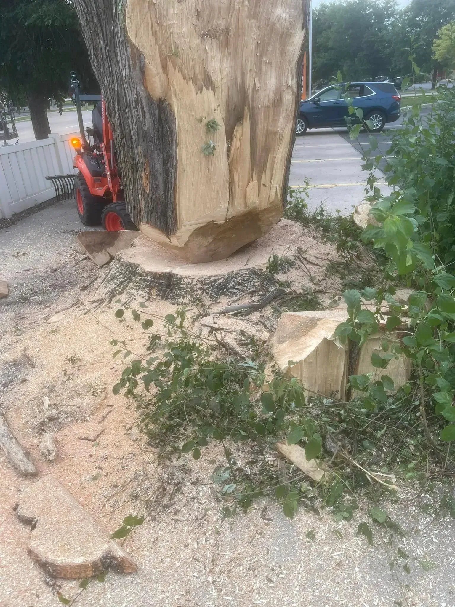 Person using a chainsaw to cut into a large tree trunk outdoors