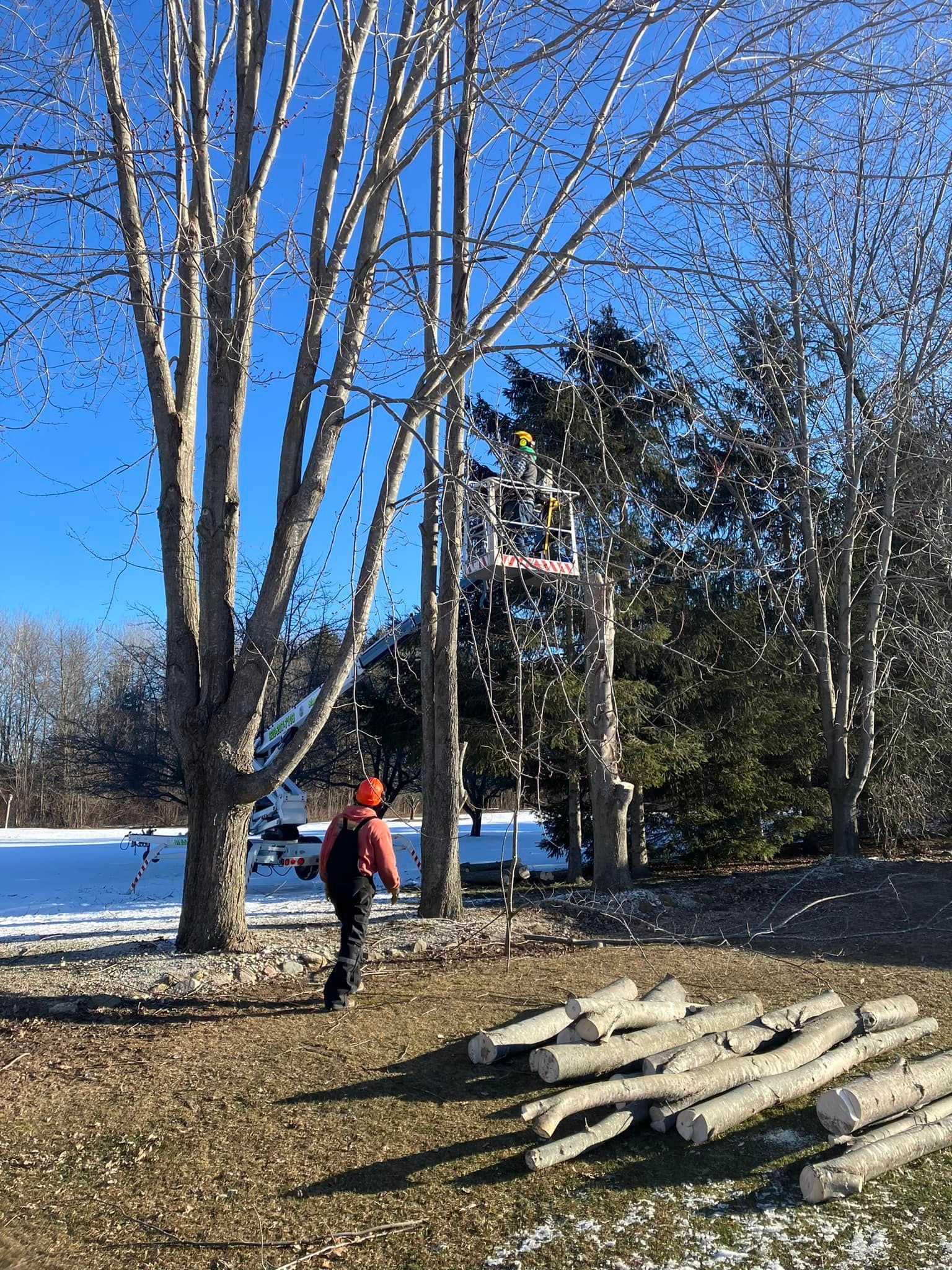 Person in a red jacket walking near bare trees by a snowy shoreline under a clear blue sky.