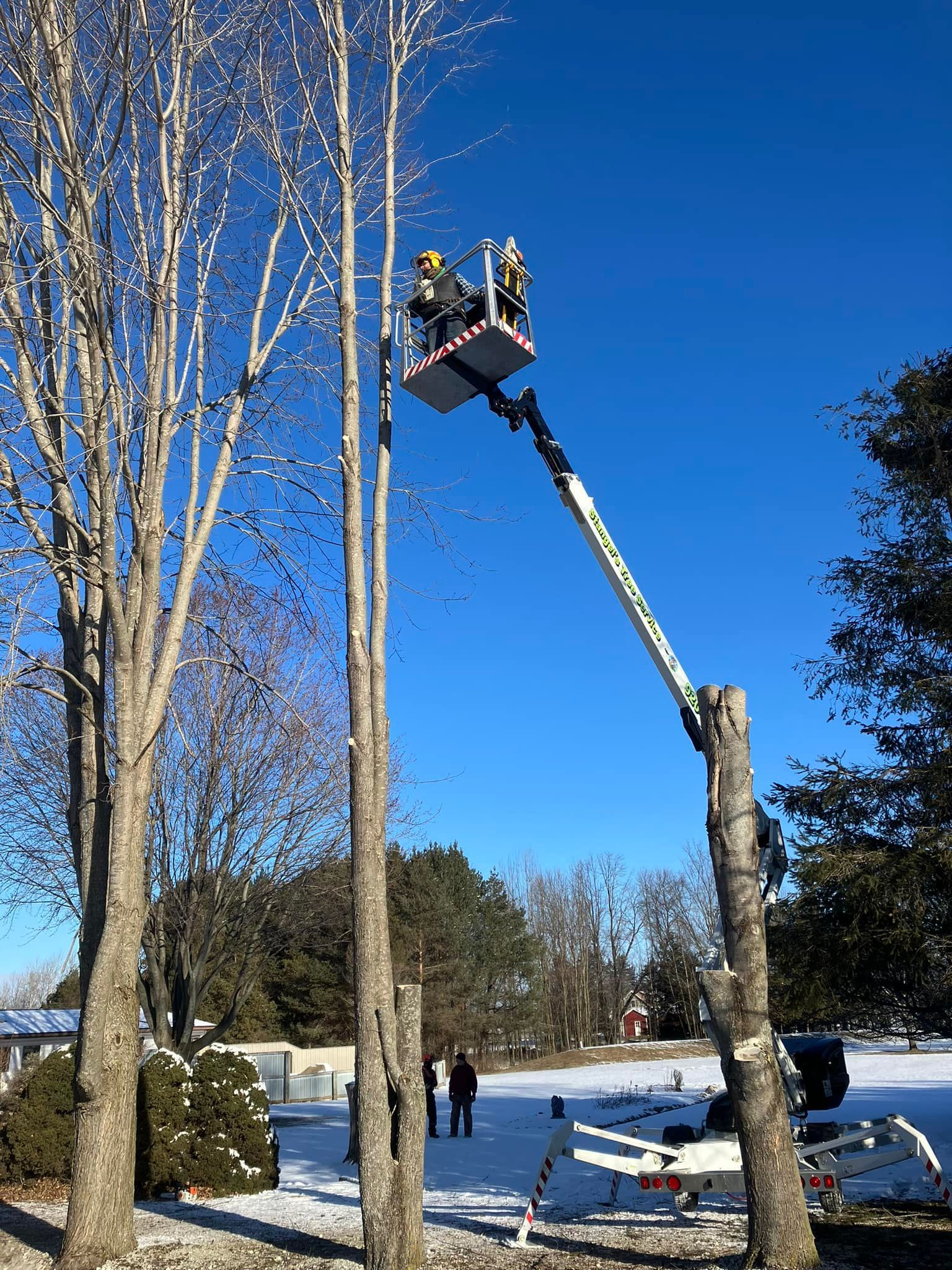 Worker in a lift trimming tall trees beside a snowy street under a clear blue sky