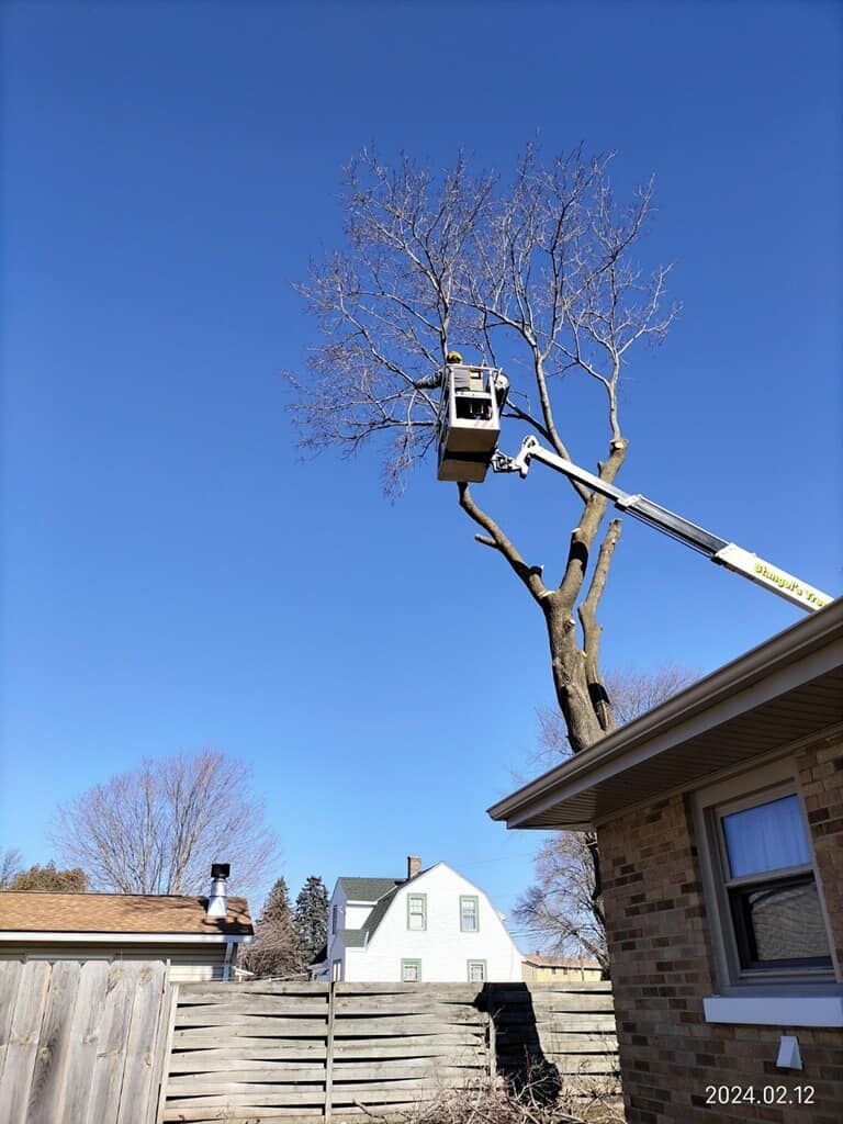 Worker in a bucket lift trimming a tall tree beside a house on a clear blue day