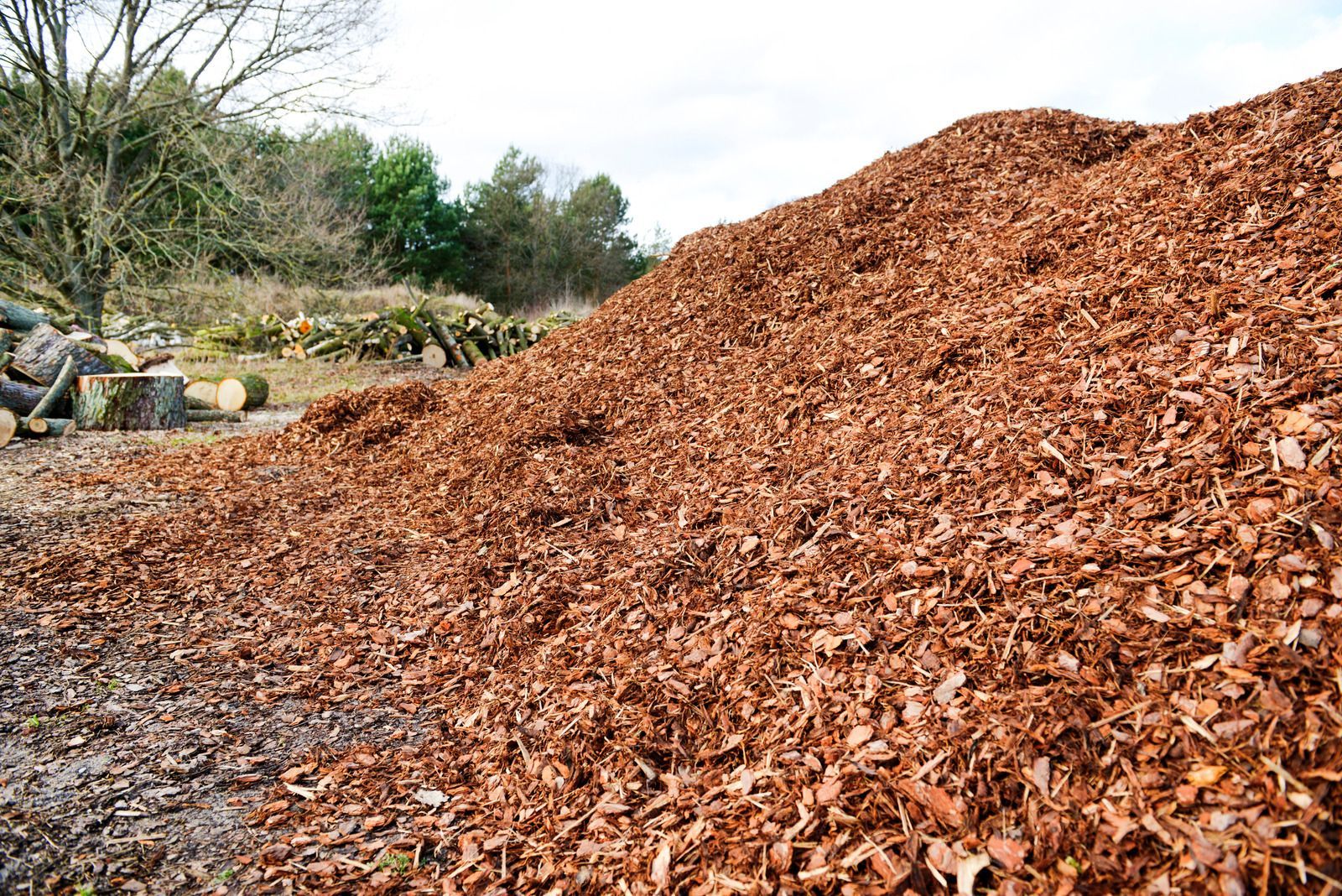 Worker stands beside a wood chipper feeding long branches in a sunlit orchard.