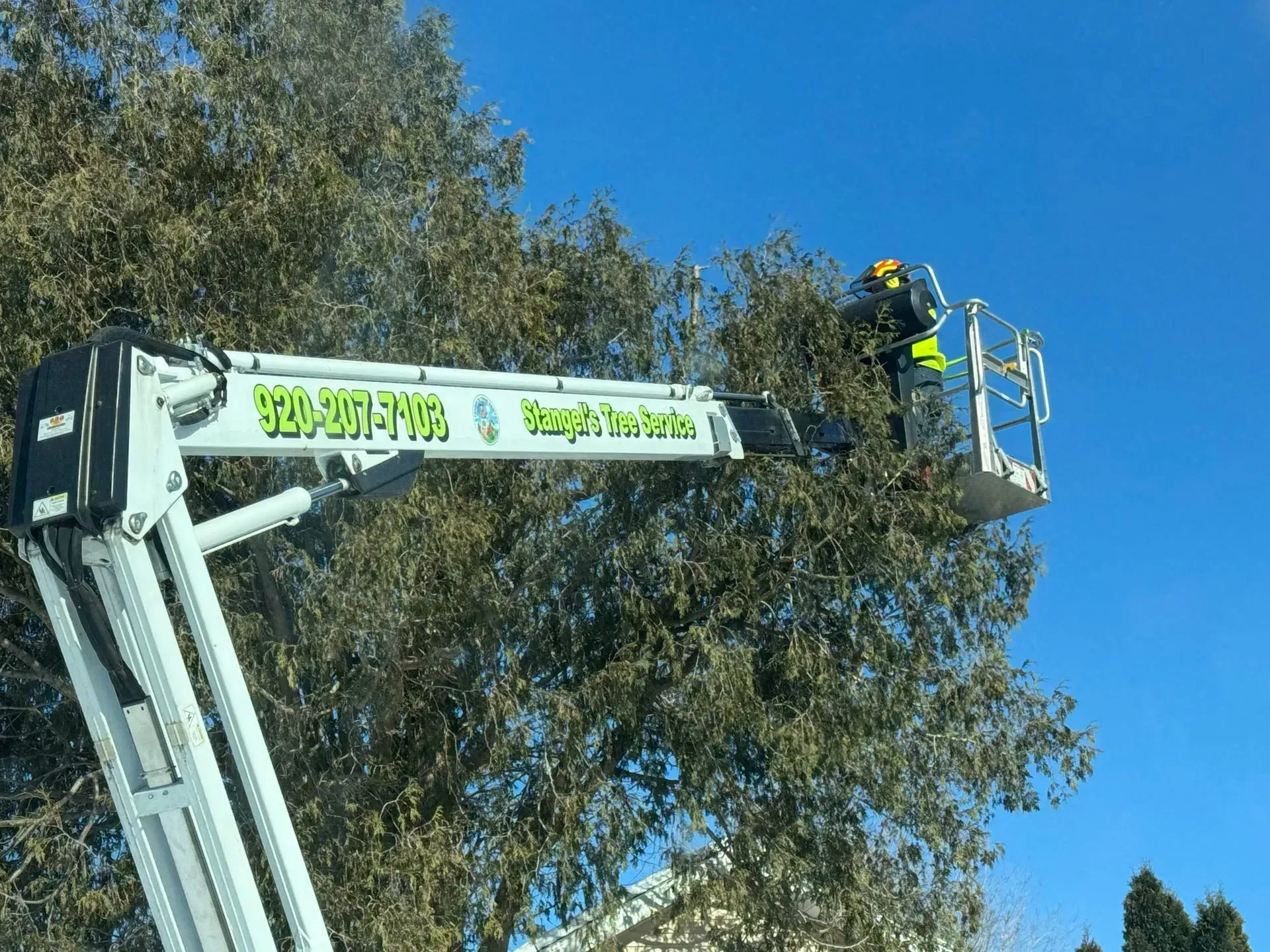 Workers in a yellow lift trim tall trees against a blue sky.