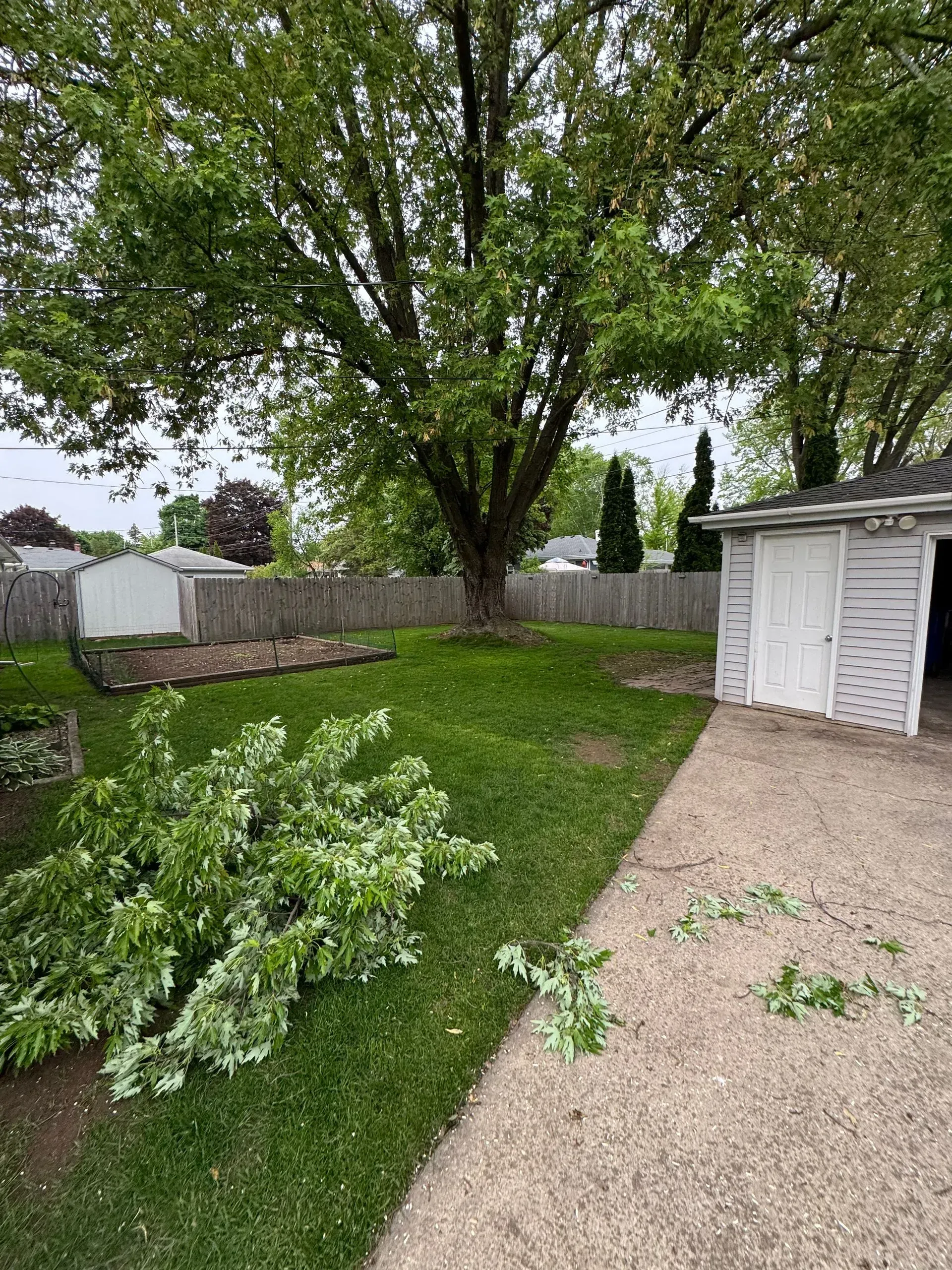 Backyard with large tree, green lawn, gravel path, and white shed under overcast sky