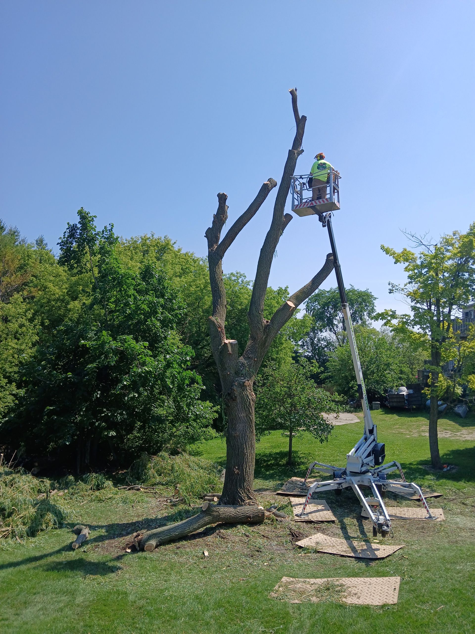 Worker pruning a tall tree with a bucket lift in a grassy orchard on a sunny day