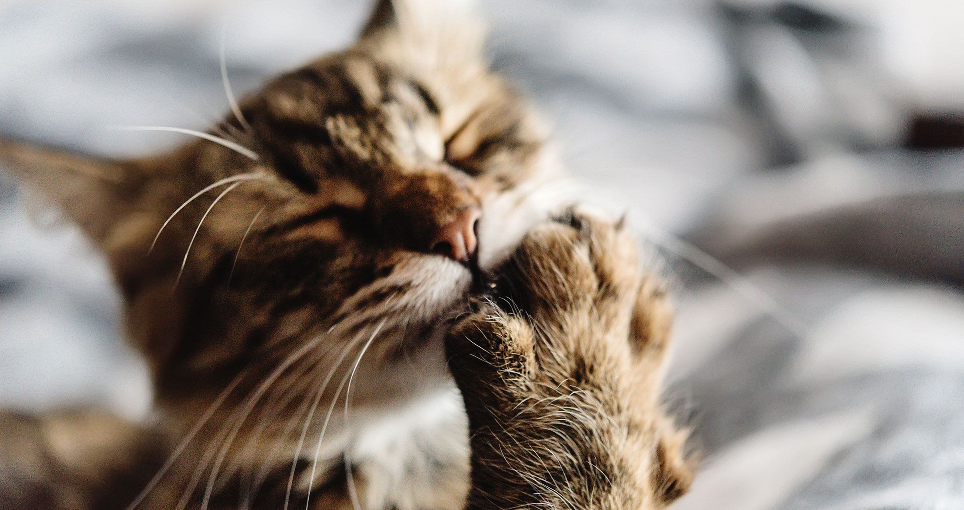 Mobile Pet Grooming Services Greensboro, NC Noah's Bark Mobile Grooming