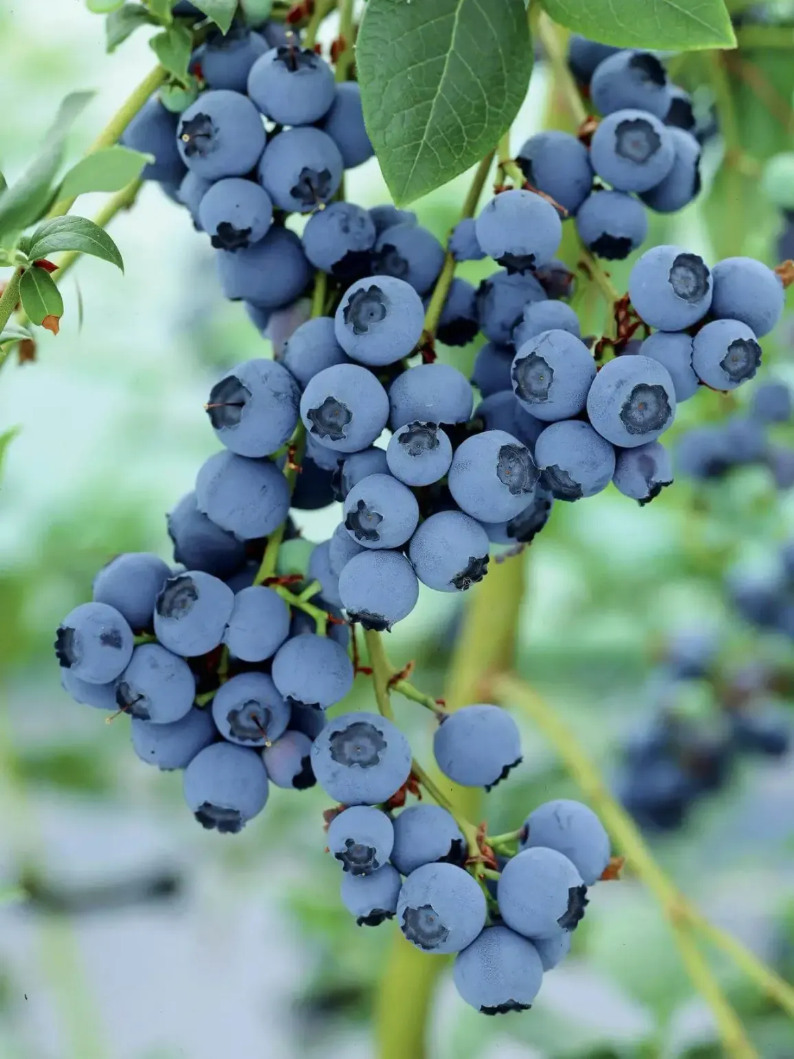 berries in packaging