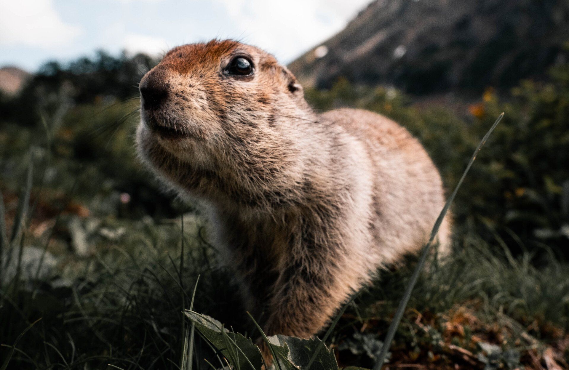 A small, brown ground squirrel looking up with a blurred mountain background.