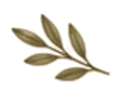 Un brin de feuilles vert olive sur fond blanc