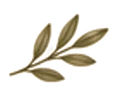 Branche feuillue brune à cinq feuilles allongées sur fond blanc