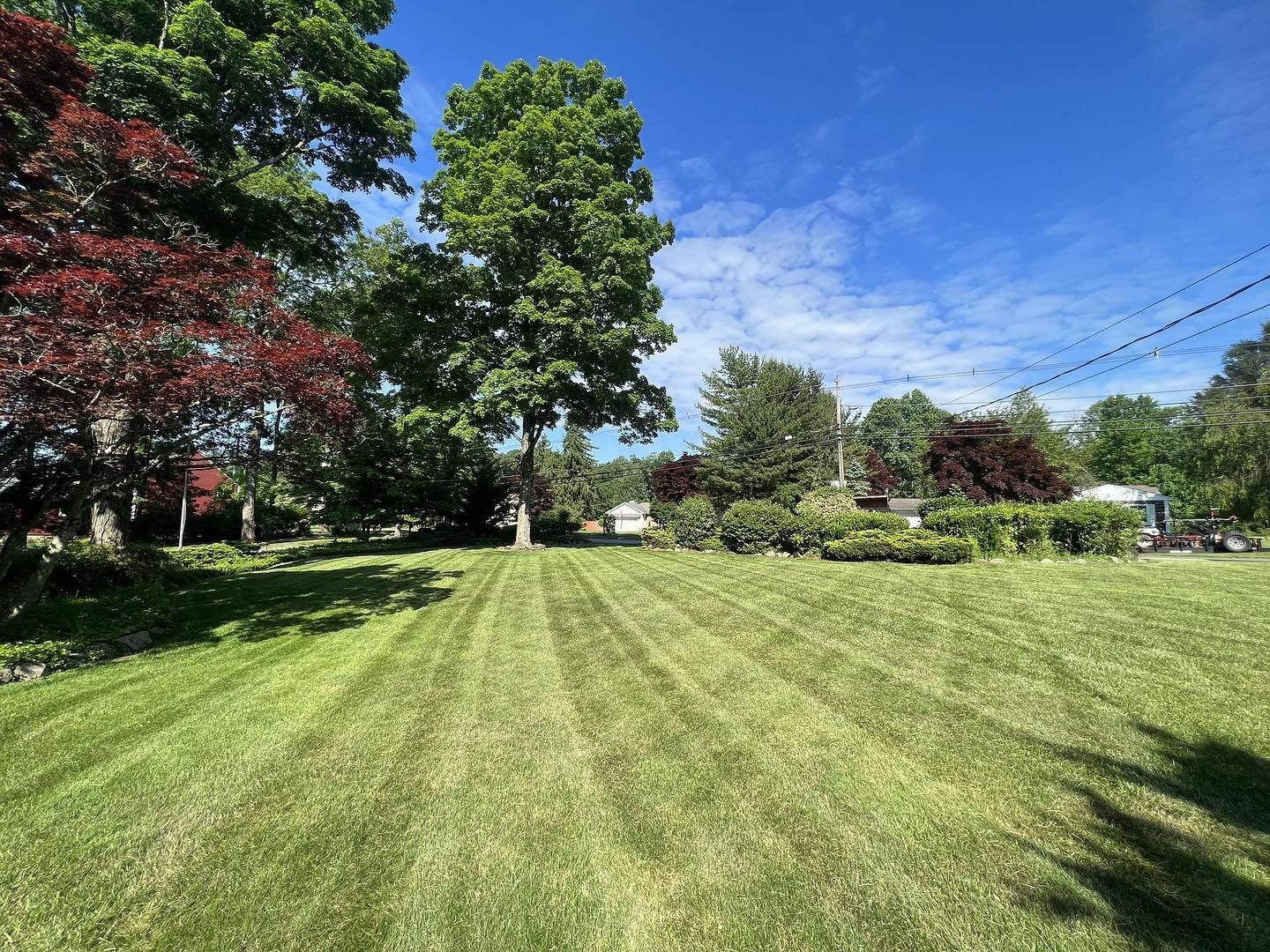 A lush green lawn with trees in the background on a sunny day.