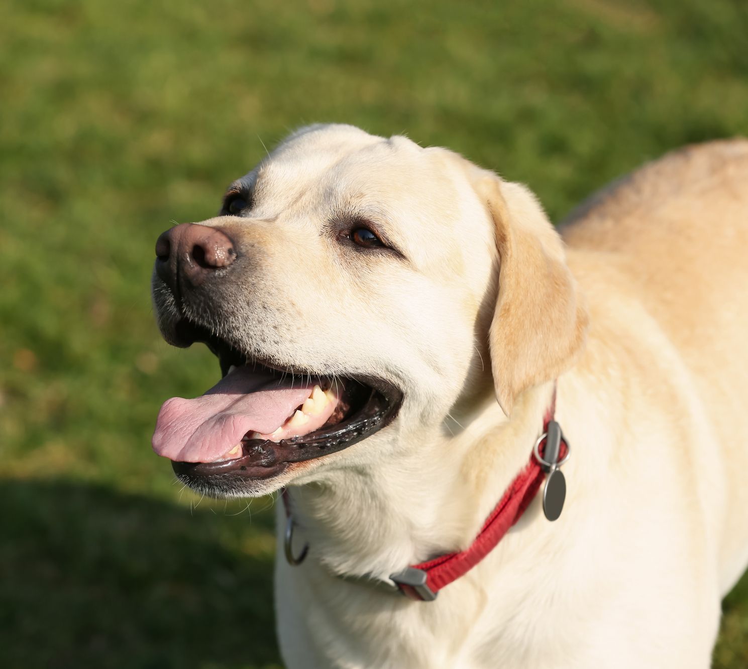 A dog with its tongue hanging out is wearing a red collar.
