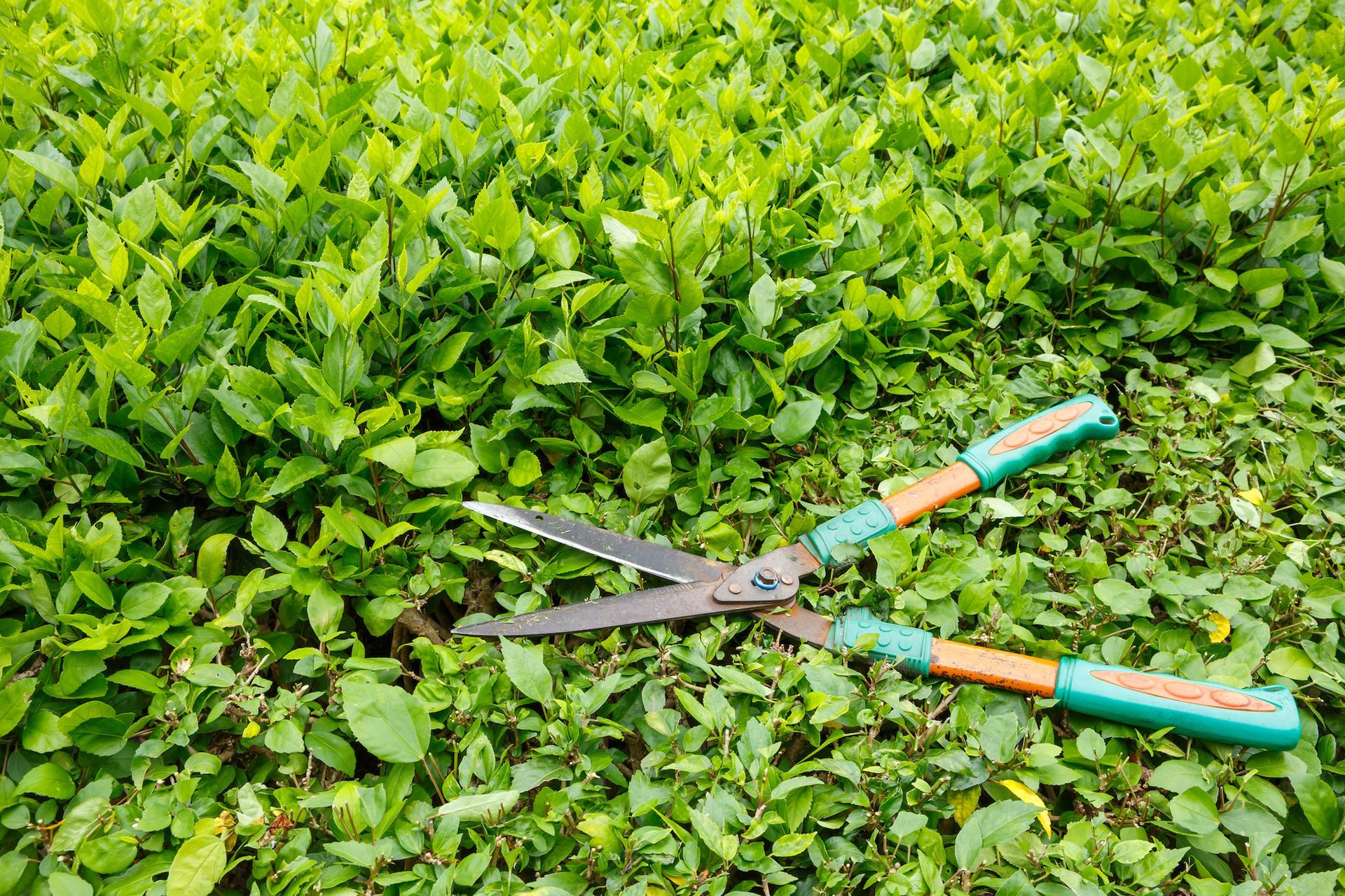 A pair of hedge scissors laying on top of a lush green hedge.