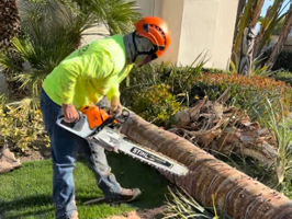 Tree Pruning/ Arborist reports