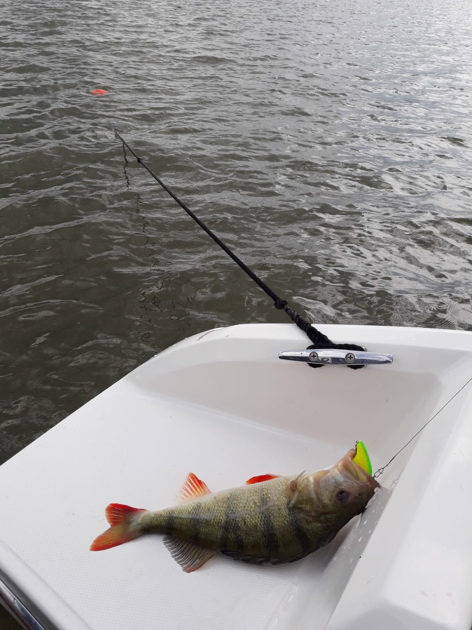 Ingezonden foto van DJ van der Vlies met een baars gevangen vanaf de boot