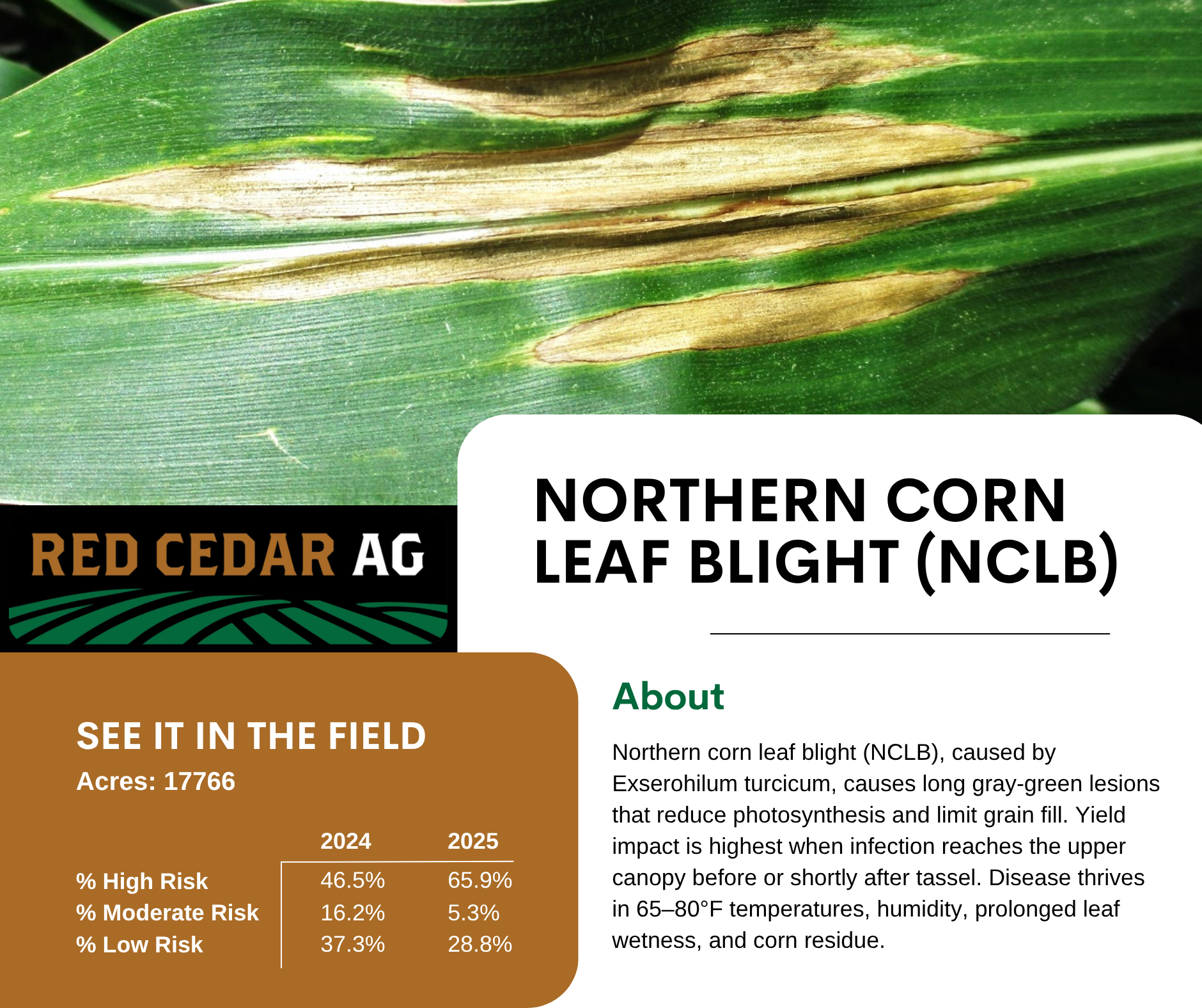 Northern Corn Leaf Blight (NCLB): Understanding Risk and Protecting Yield Potential