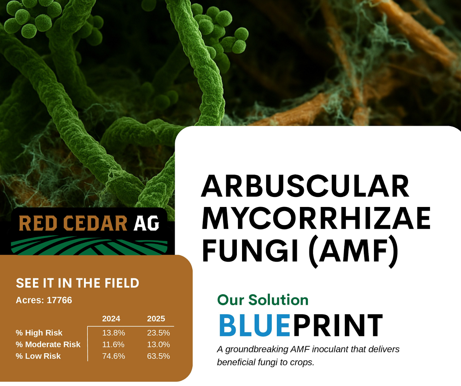 What AMF Levels Can Tell You About Your Soil Health