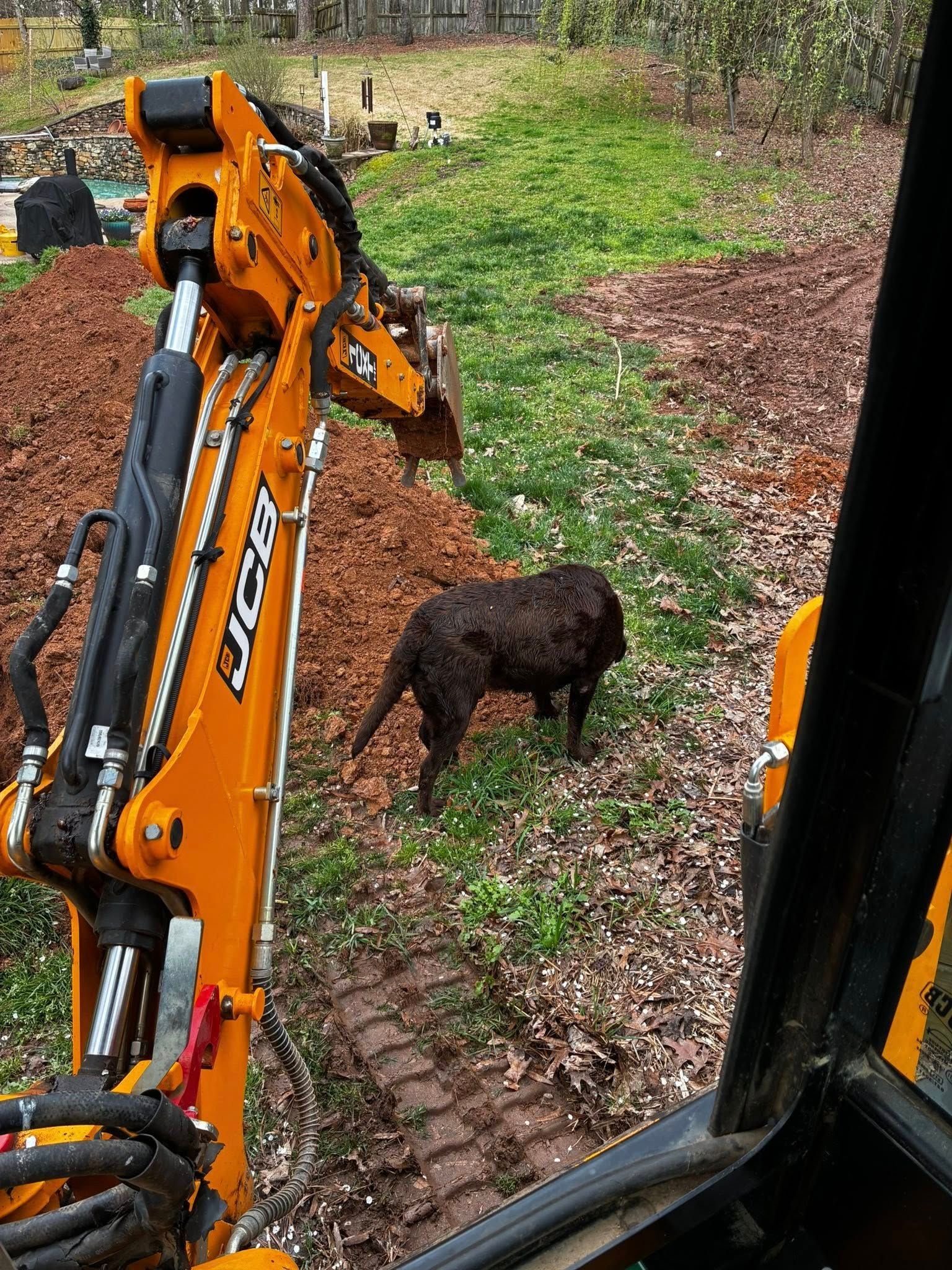 Orange excavator arm reaching toward a black dog on muddy ground outdoors