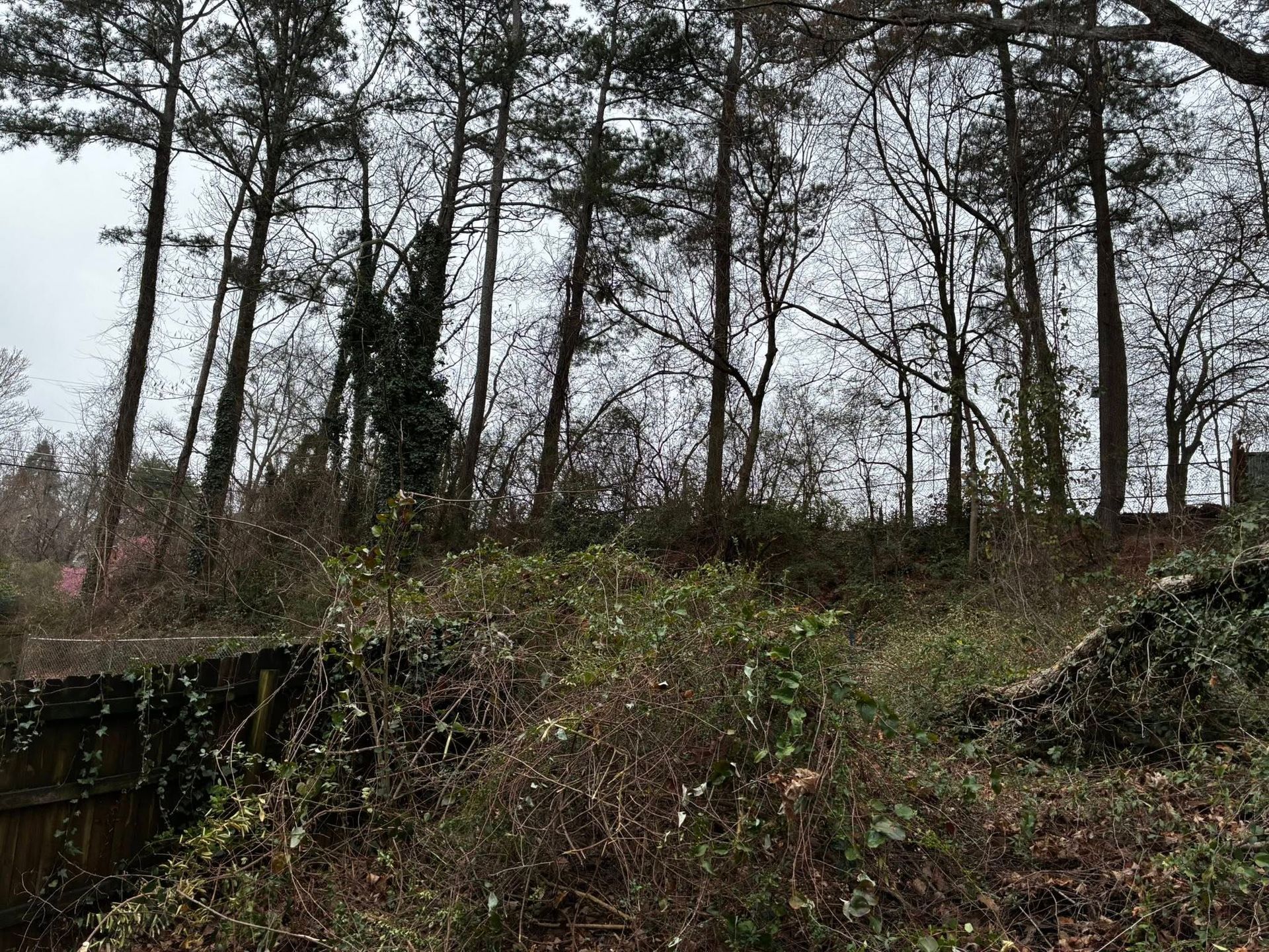 Bare hillside with tall leafless trees and dense brush under a gray sky