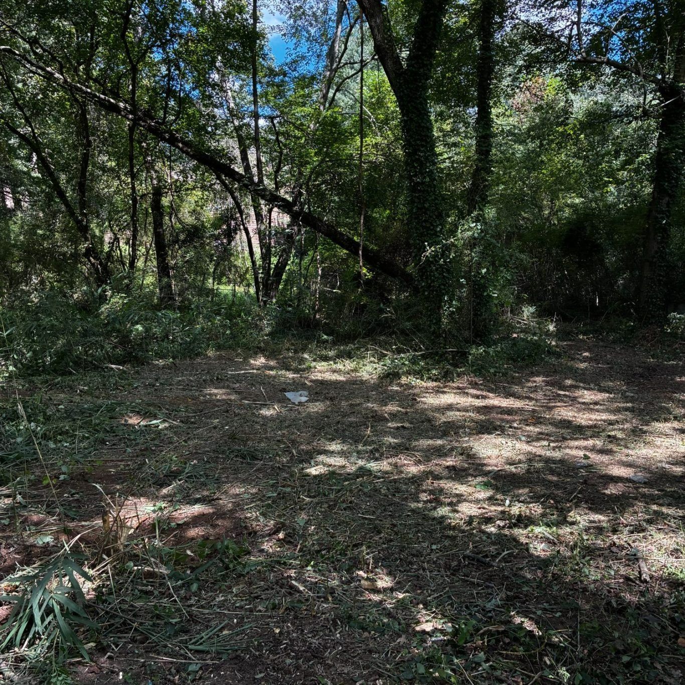 Sunny wooded clearing with dense green trees and a patchy leaf-covered ground