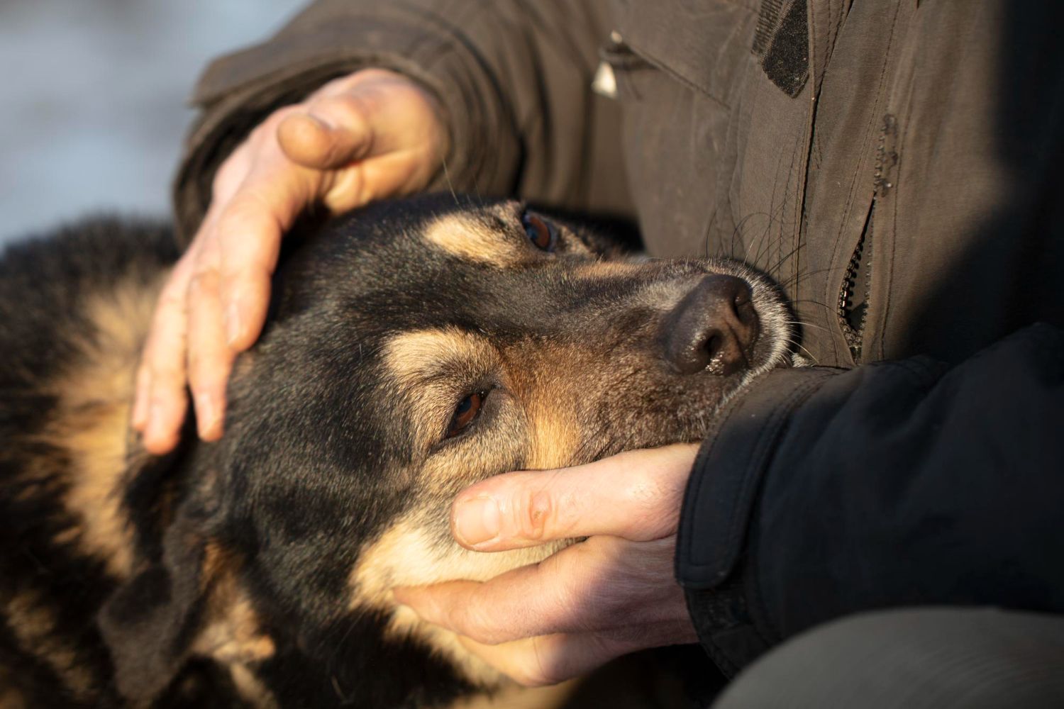 Person gently petting a black-and-tan dog resting with eyes closed