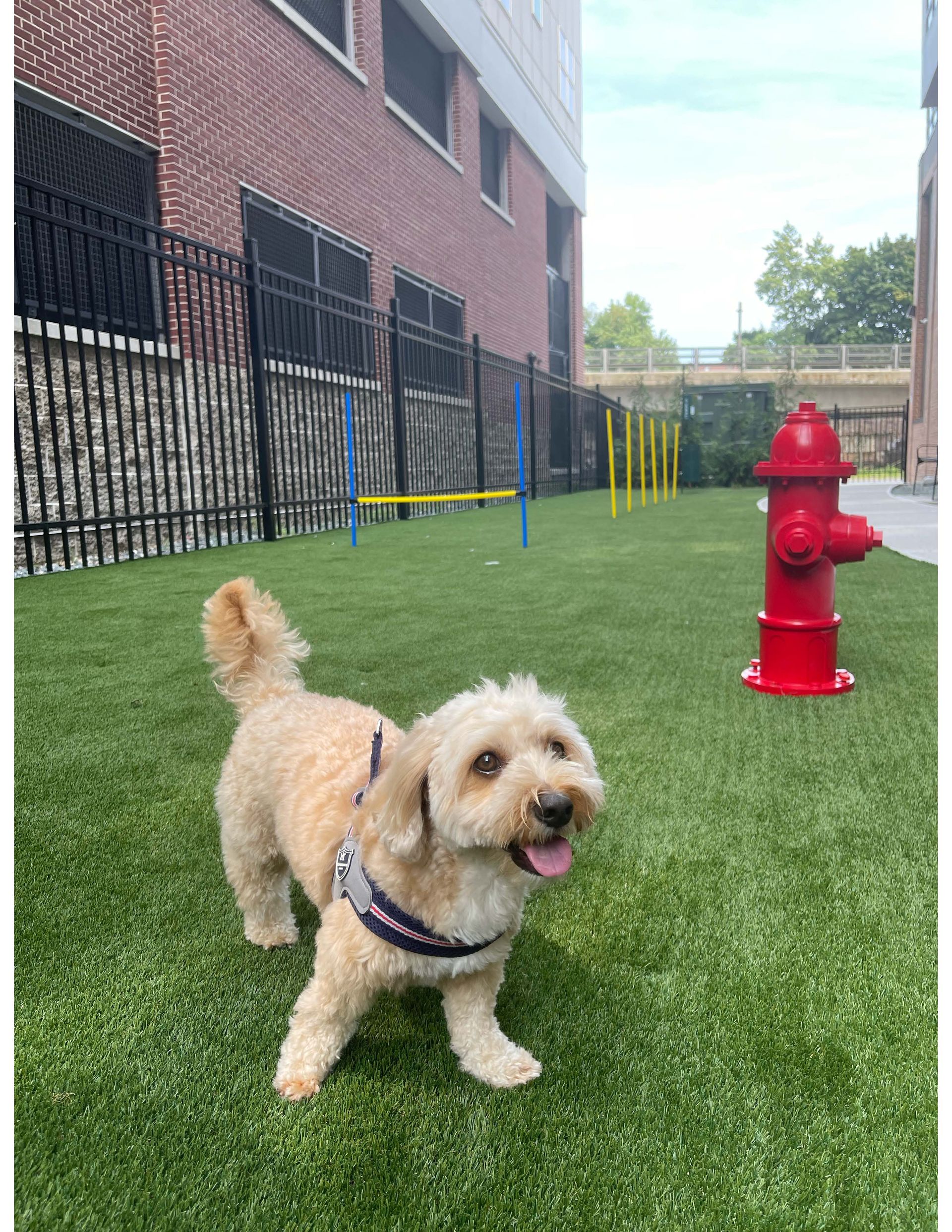 Pet-Friendly Environment