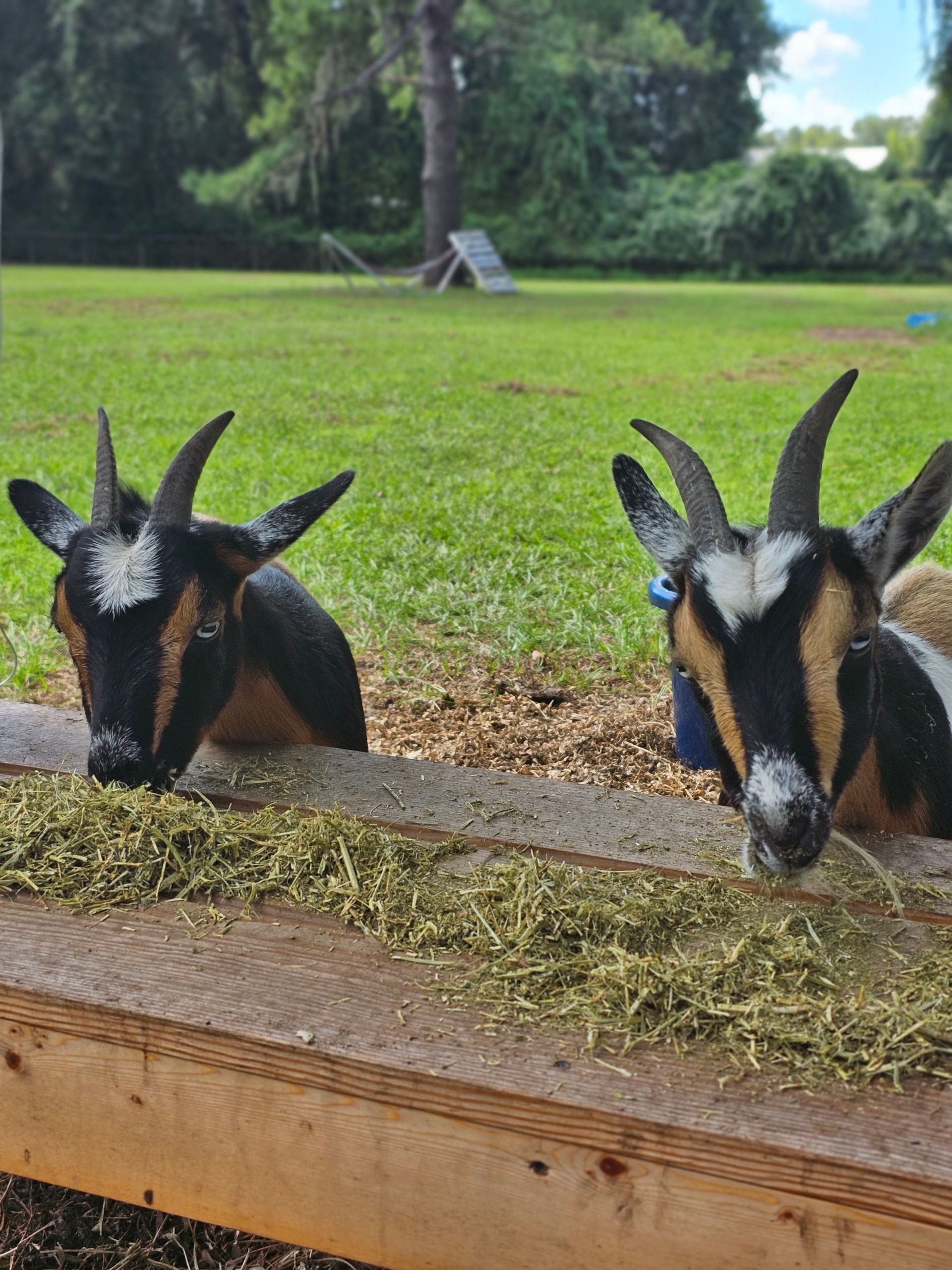 Dizzy & Desie