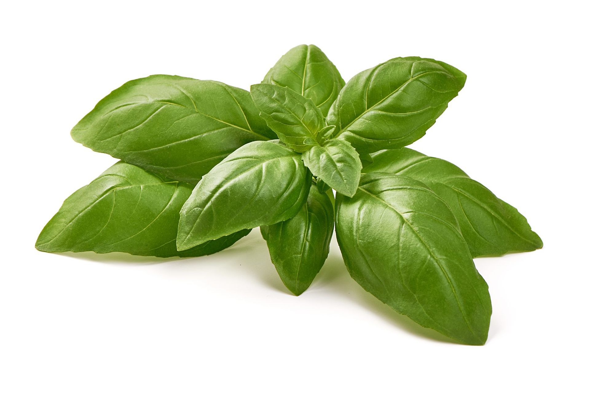 Fresh green basil leaves