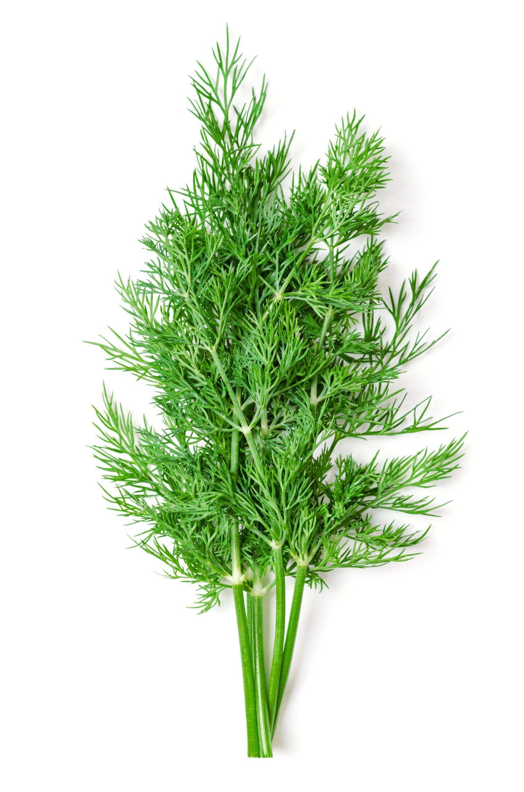 Fresh dill sprigs with bright green feathery leaves