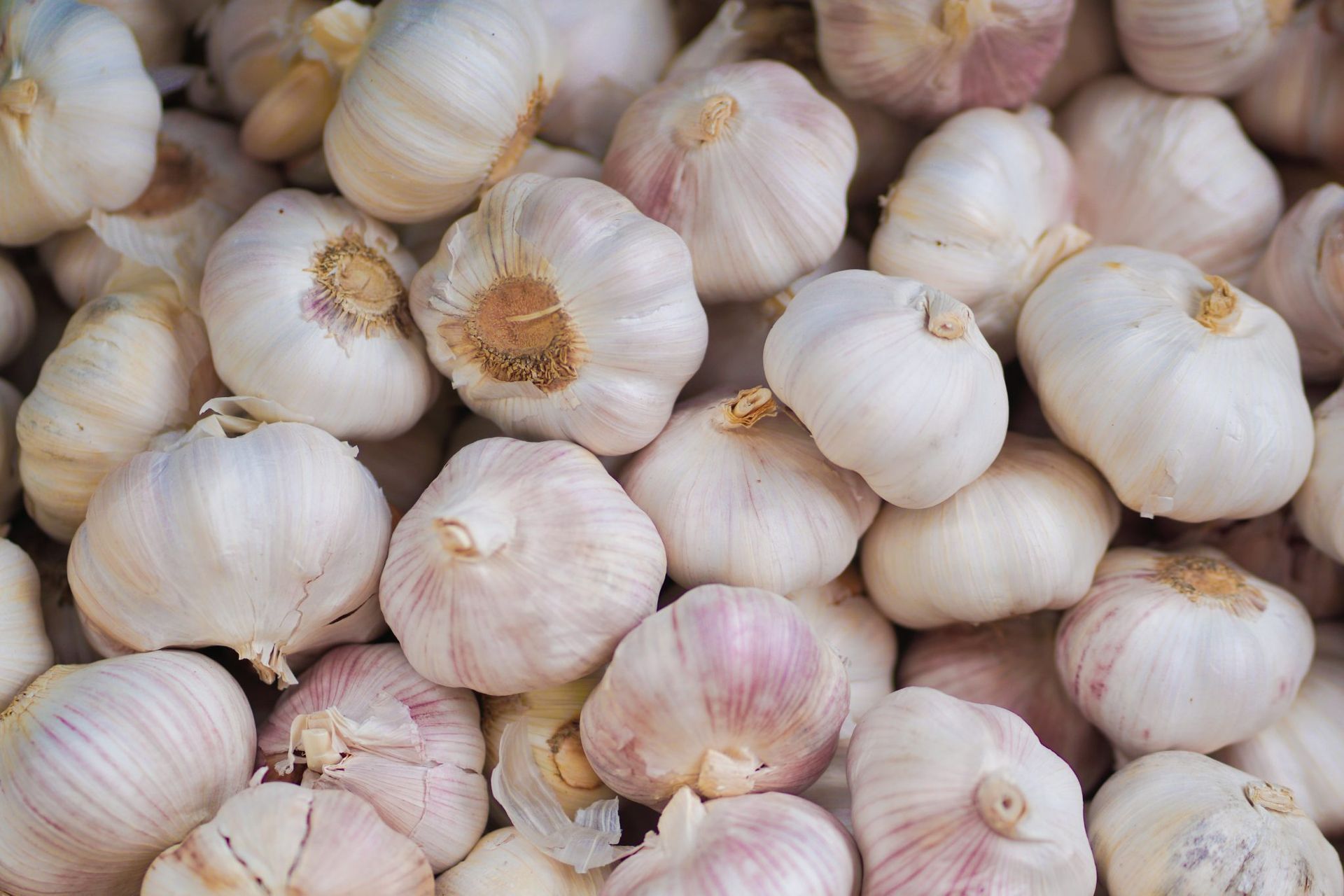 Pile of fresh white garlic bulbs