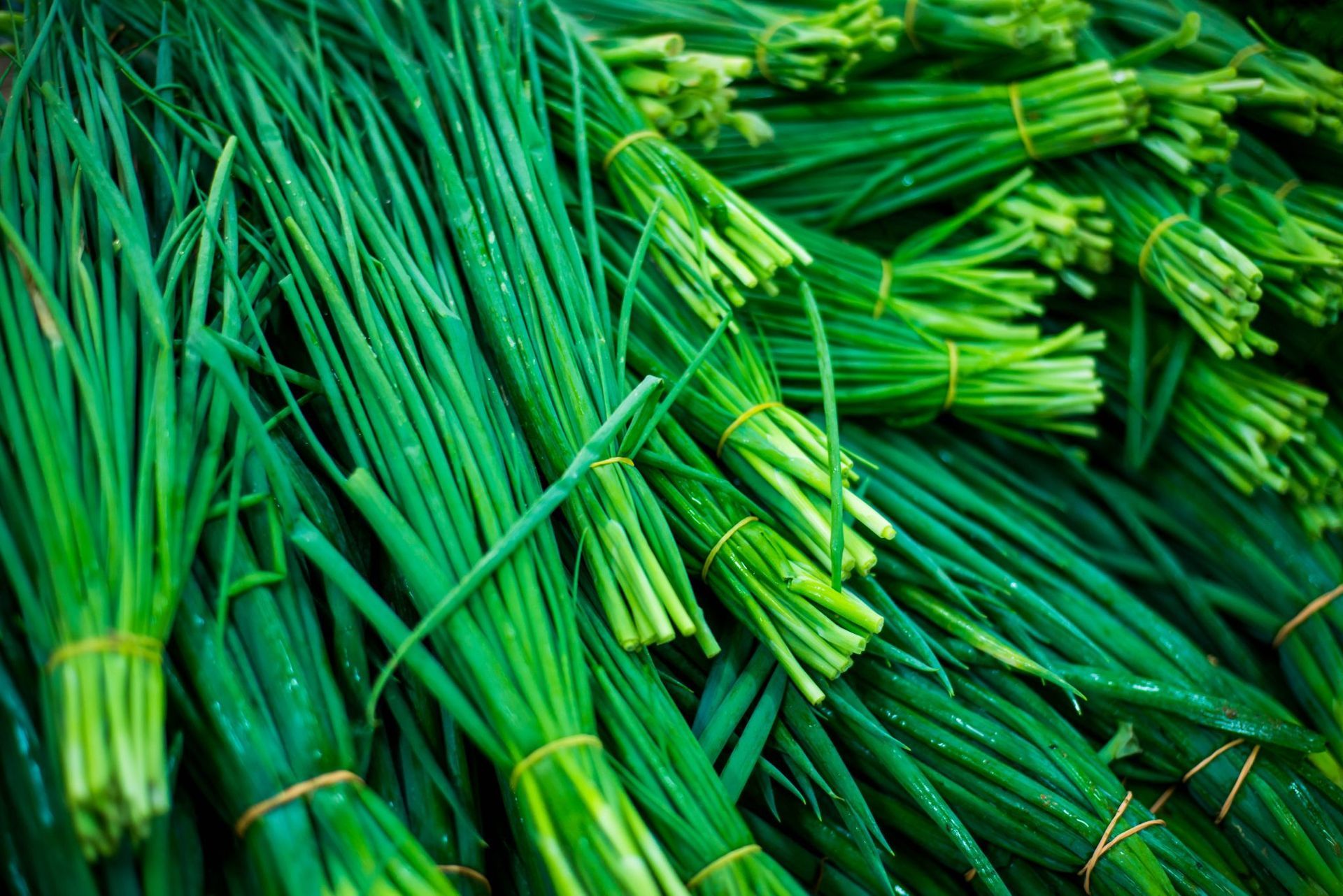 Bundles of fresh green chives