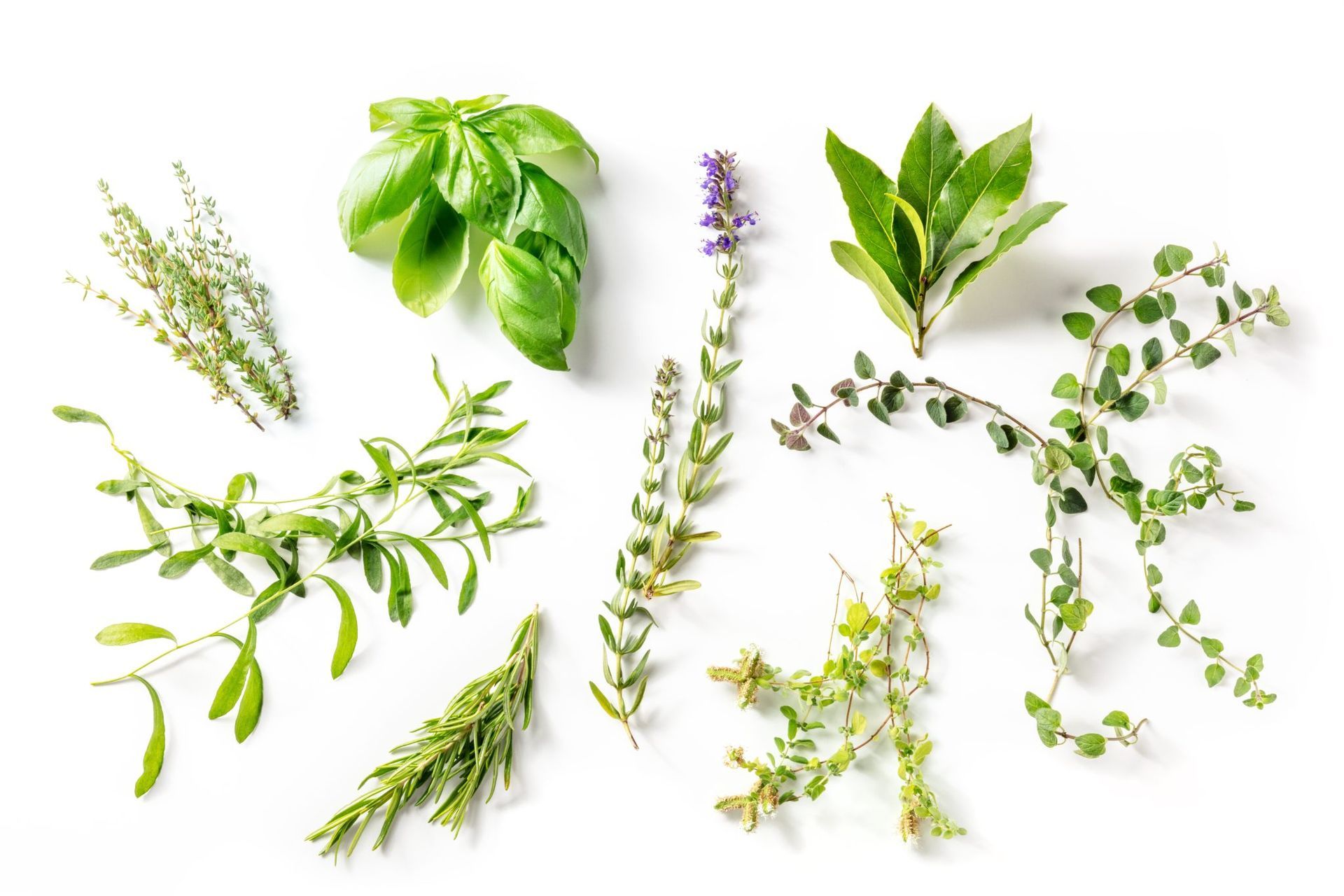 Assorted fresh green herbs and sprigs
