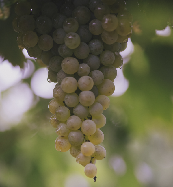 white grapes hanging on a vine
