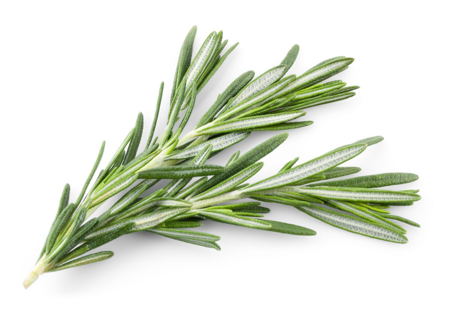 Fresh green rosemary sprigs