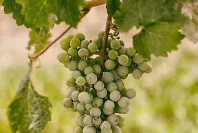 Cluster of white grapes hanging on a vine