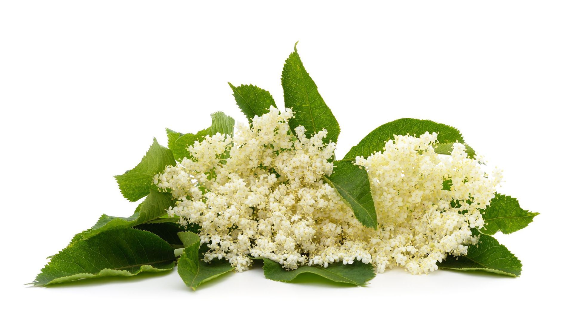 White elderflowers with green leaves