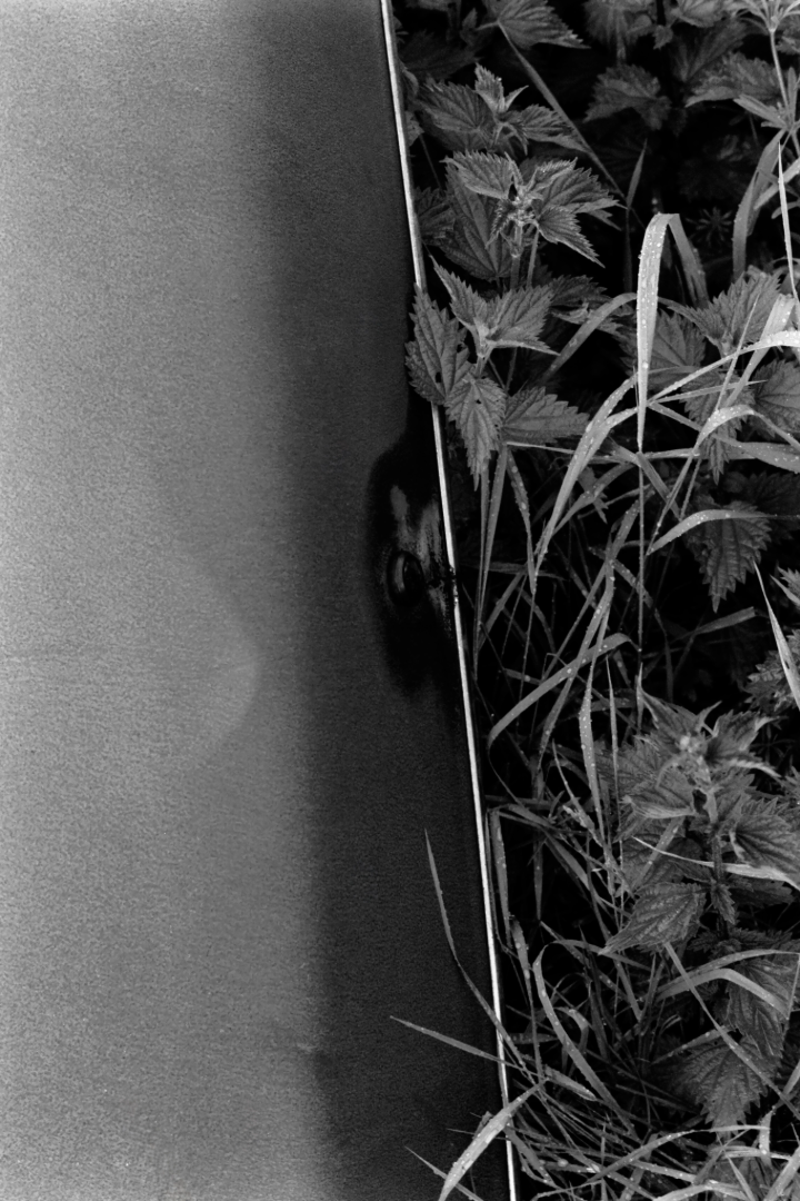 Black and white photograph of car boot and nettles. Photographed artistically.