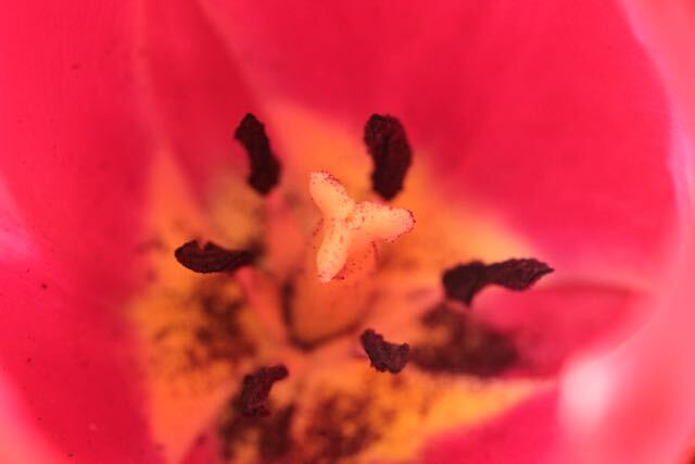 Tulip