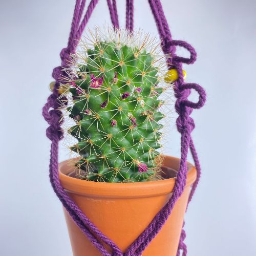 Macrame plant hanger with cactus. Purple 2mm cord with yellow ceramic beads.