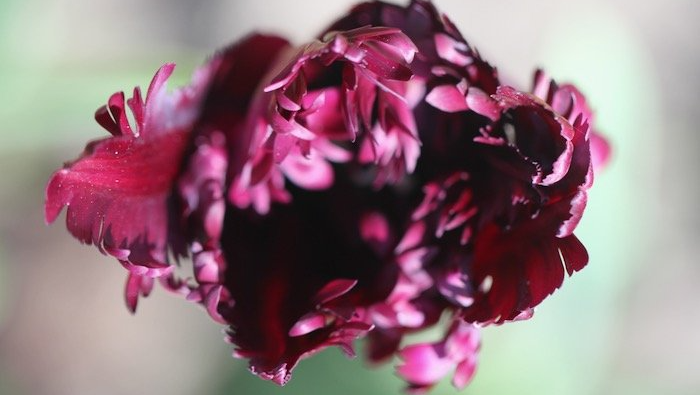 Parrot Tulip