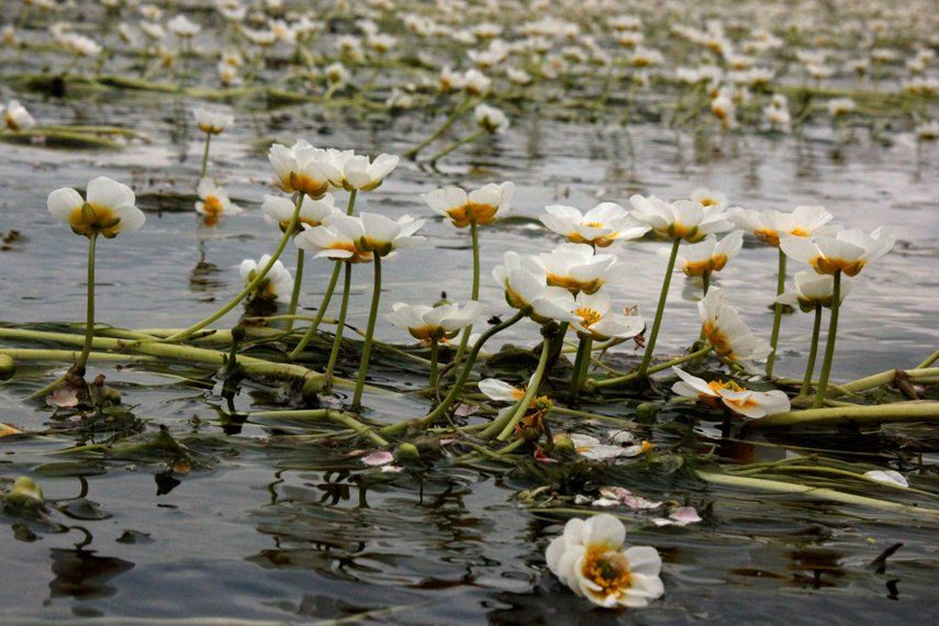 Flowers on the river Teifi, Ceredigion, Wales.