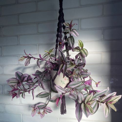 Plant hanger in purple 4mm cotton cord