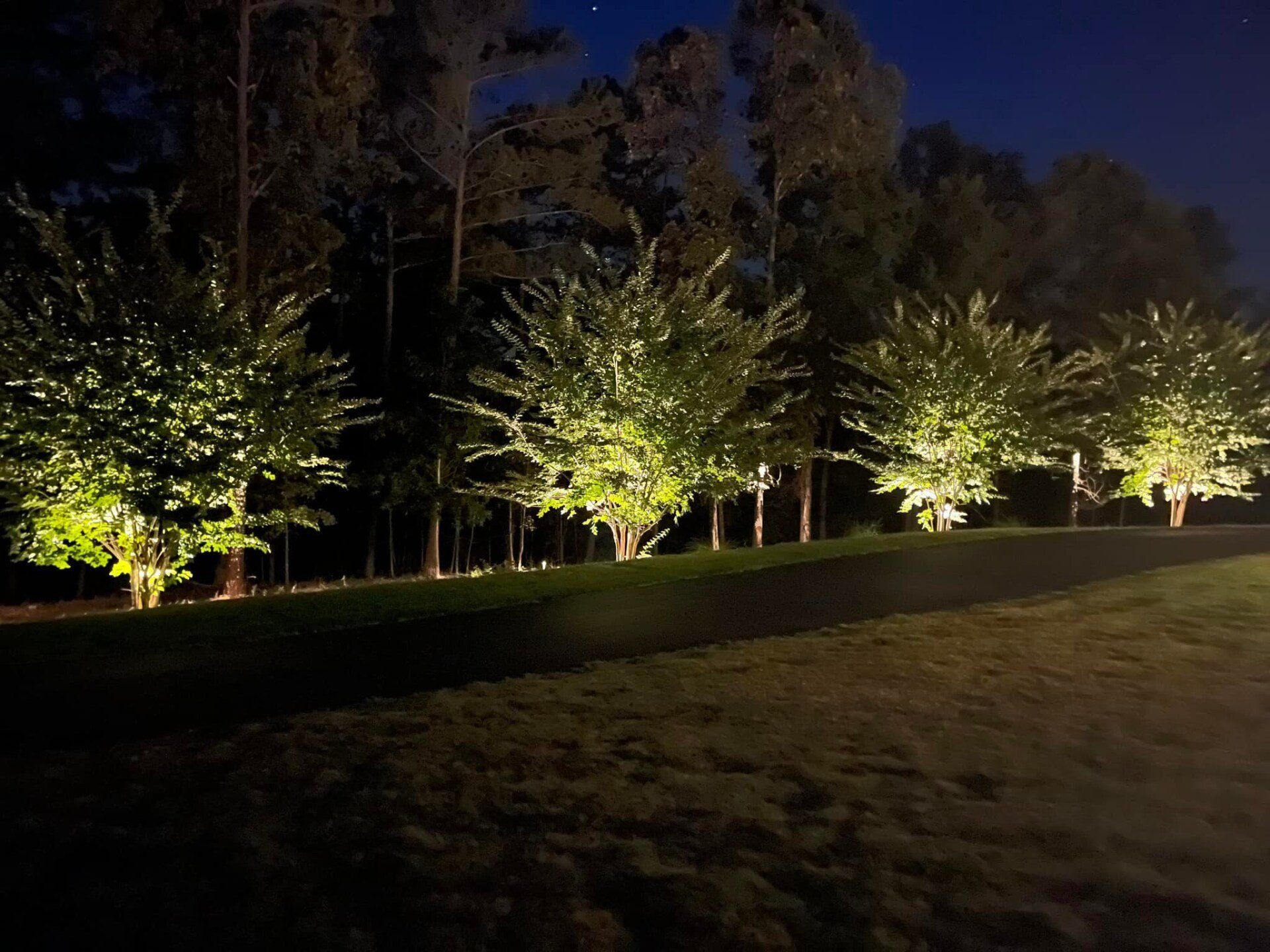 A row of trees are lit up at night in a park.