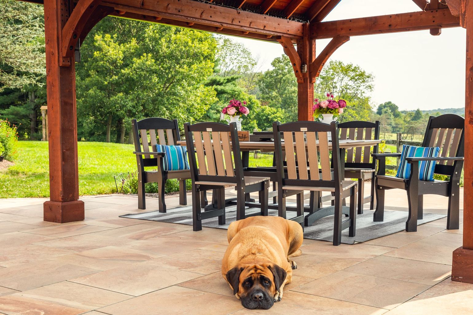 Brown dog lying on a patio under a wooden gazebo, with outdoor chairs and green lawn behind it