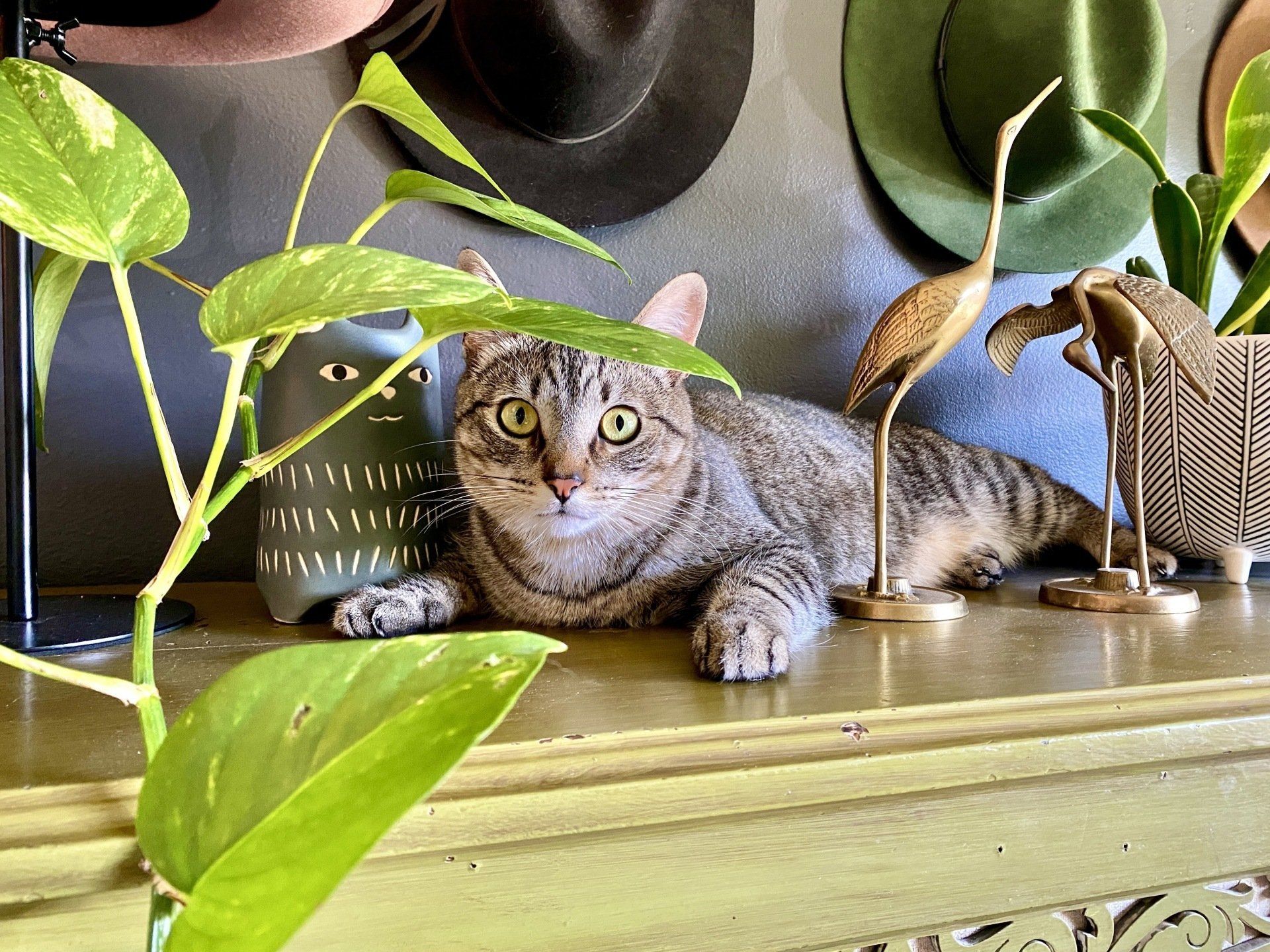 Cat lying on a shelf among plants and decorative items.